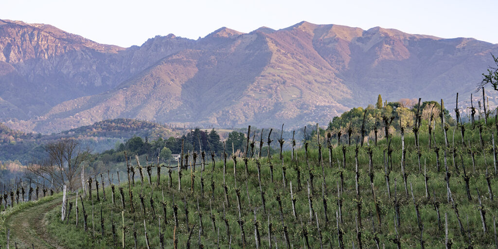 Nasce il “cru” di collina dell’Asolo Prosecco Docg