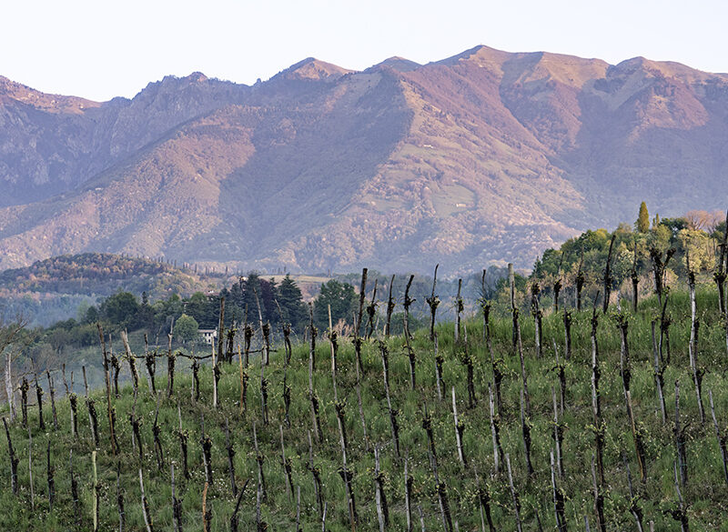 Nasce il “cru” di collina dell’Asolo Prosecco Docg