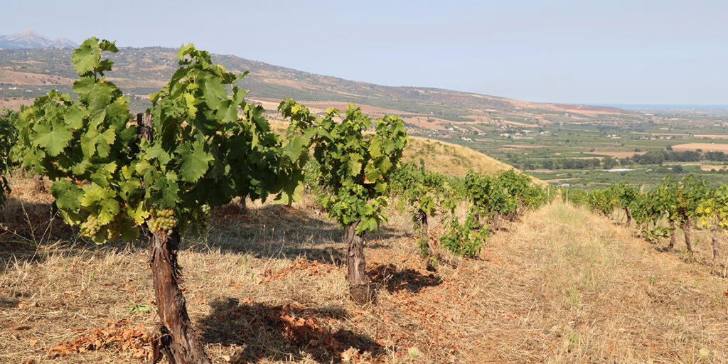 Masseria Falvo: progetto bio alle falde del Pollino