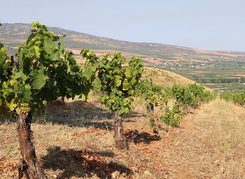Masseria Falvo: progetto bio alle falde del Pollino