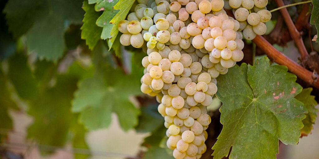 Mantonico: fragile e delicato per un passito dai profumi tropicali