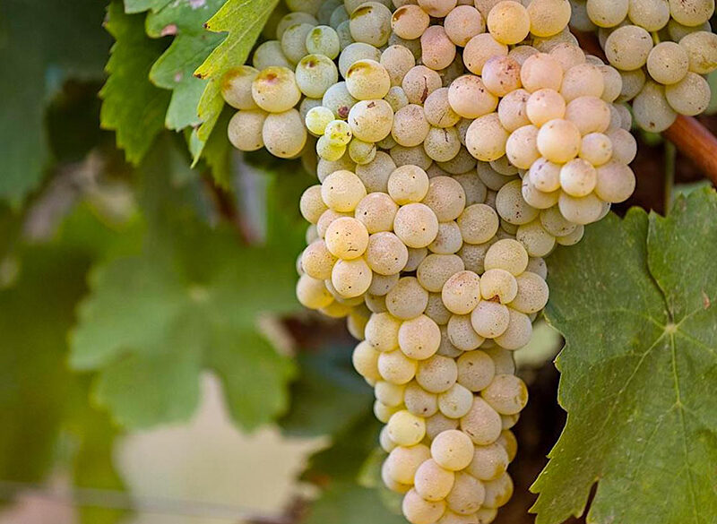 Mantonico: fragile e delicato per un passito dai profumi tropicali