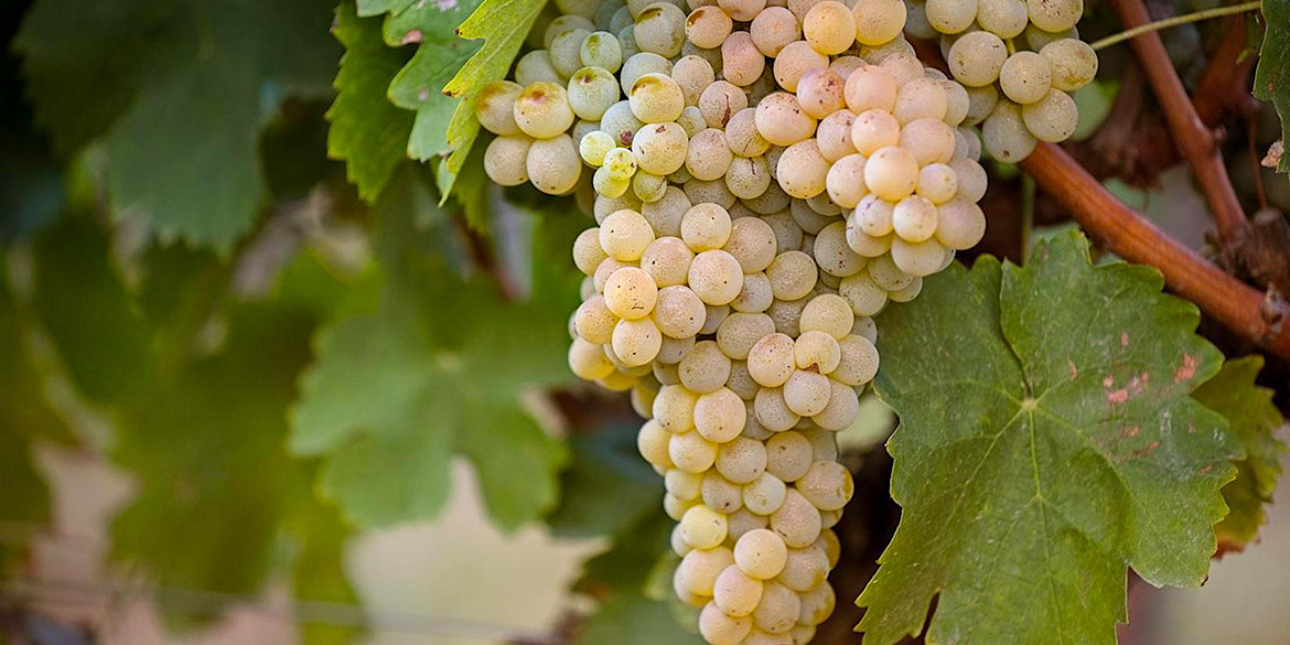 Mantonico: fragile e delicato per un passito dai profumi tropicali