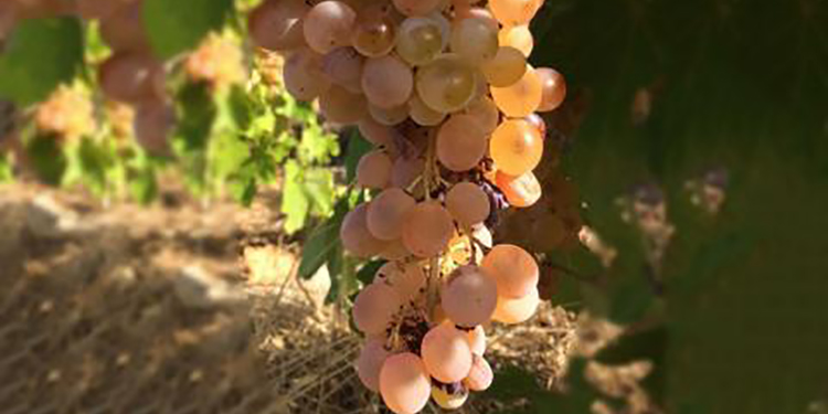 L’aromatico Guardavalle e la fresca Marsigliana nera