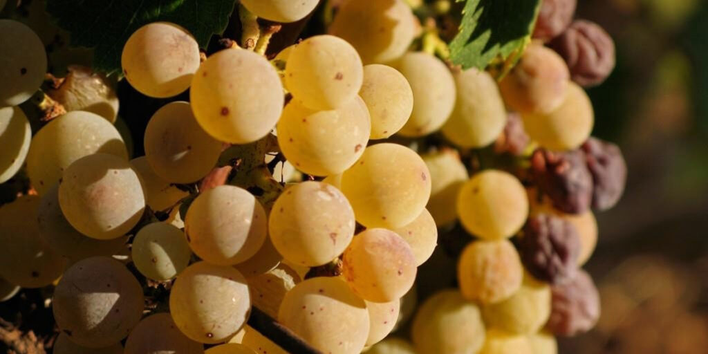 Vitigni autoctoni in Calabria: la riscossa dal Magliocco in poi