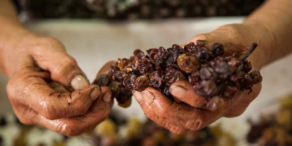 Moscato di Saracena, il nettare prezioso di Cantine Viola