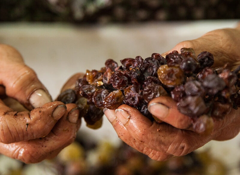 Moscato di Saracena, il nettare prezioso di Cantine Viola