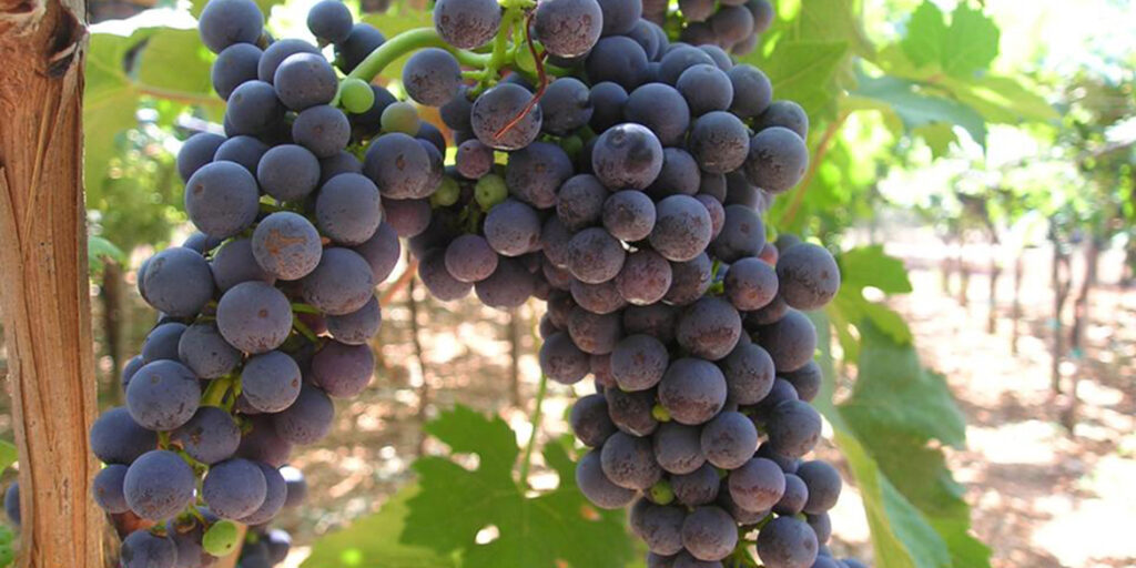 Primitivo di Sicilia? Il punto sulla polemica