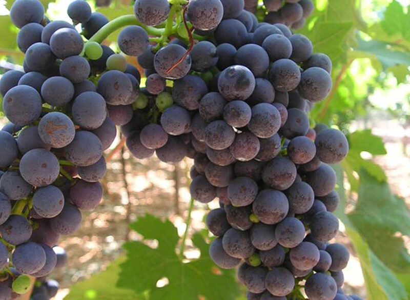 Primitivo di Sicilia? Il punto sulla polemica