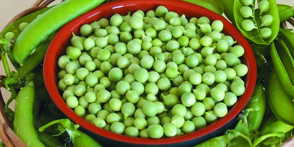 Piselli, dolce primizia
