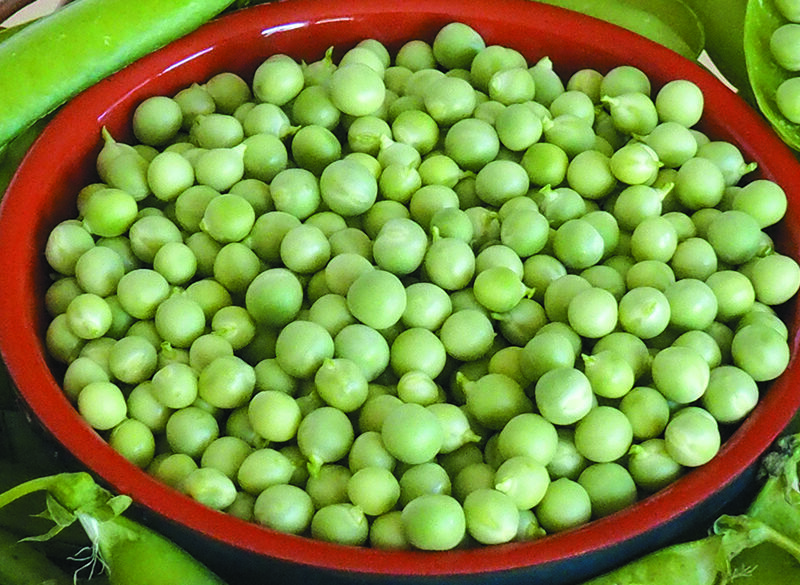 Piselli, dolce primizia