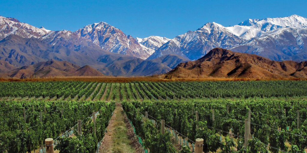 Uva criolla, il gusto della storia conquista l’Argentina