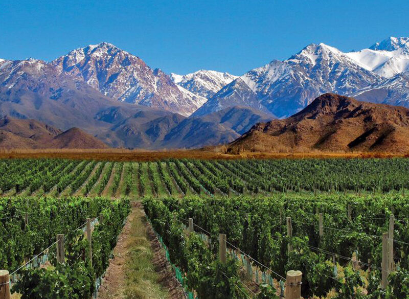 Uva criolla, il gusto della storia conquista l’Argentina