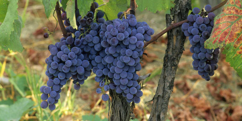 Speziato, floreale e fruttato: così è il Greco nero