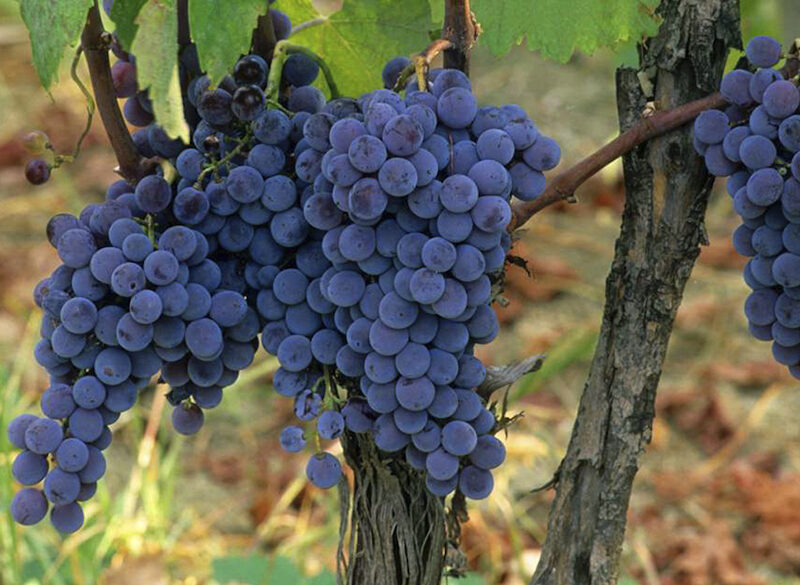 Speziato, floreale e fruttato: così è il Greco nero