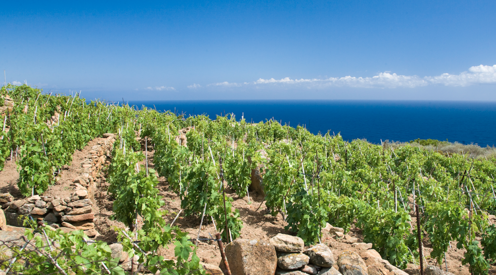 Cambia il disciplinare dei vini Maremma Toscana Doc
