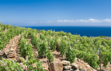Cambia il disciplinare dei vini Maremma Toscana Doc