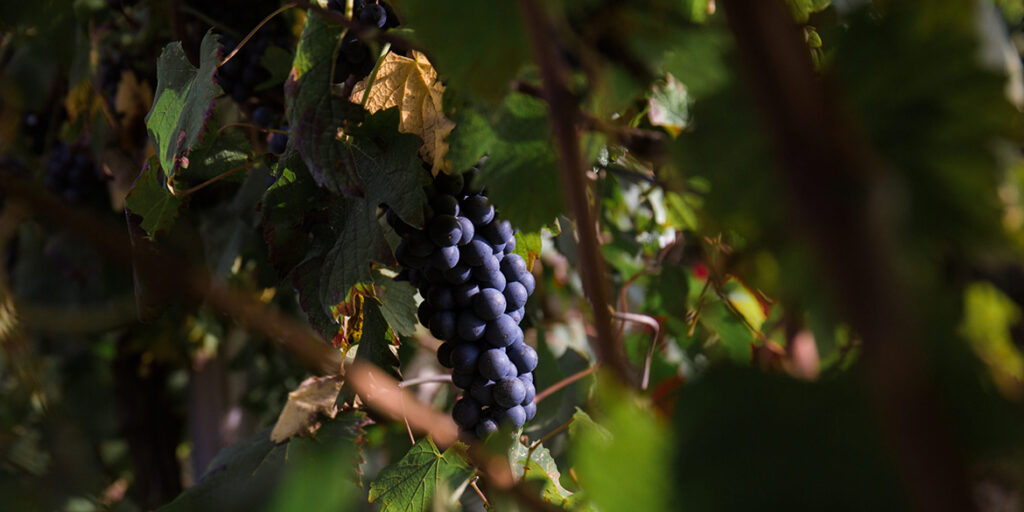 I luoghi del Lambrusco: Reggiano
