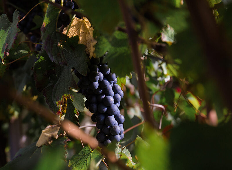 I luoghi del Lambrusco: Reggiano