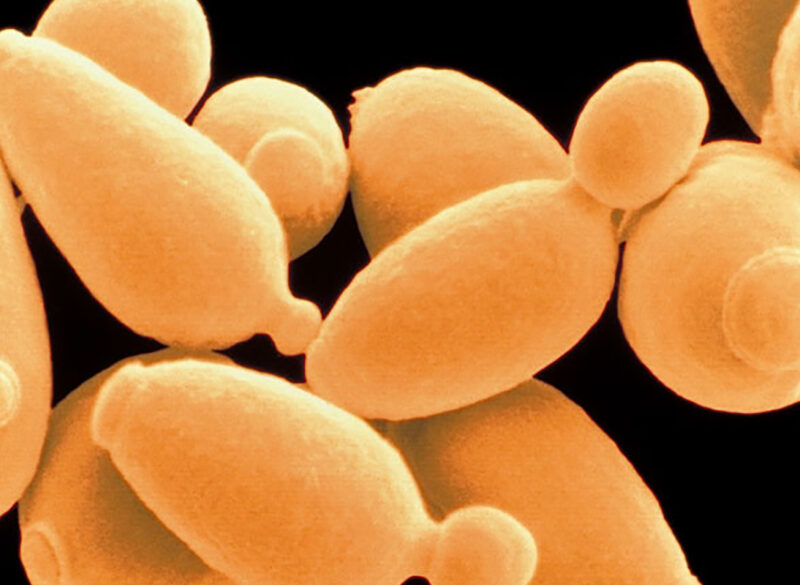 Lieviti selezionati o indigeni? Un approccio scientifico