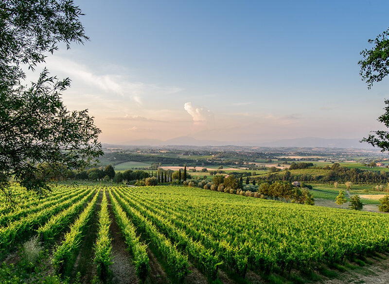 Alliance Vinum ridà voce  al Nobile di Montepulciano