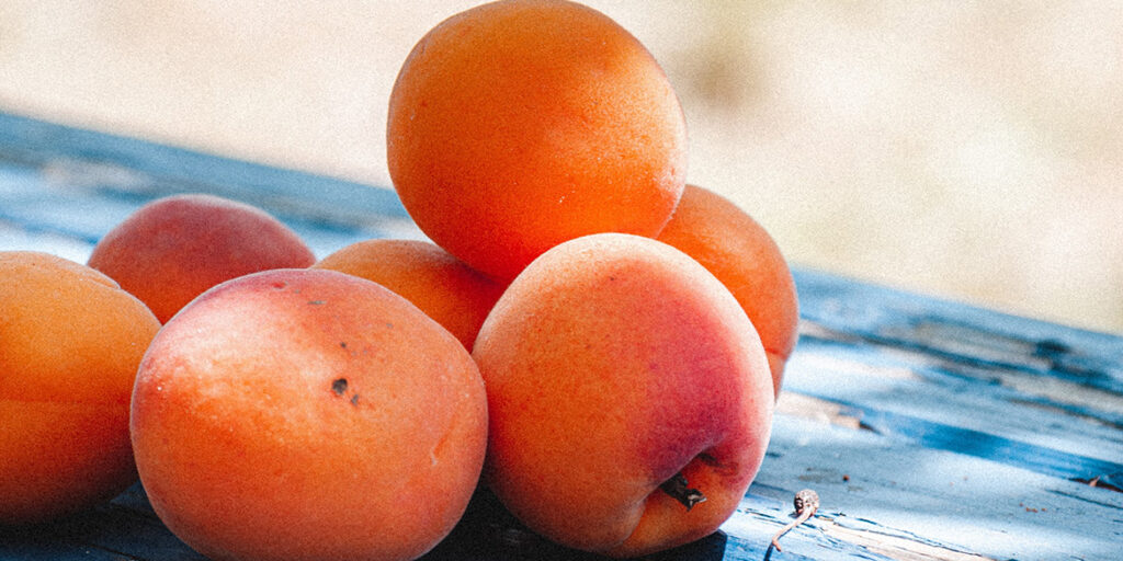 Albicocca, dolci varietà italiane del superfood estivo