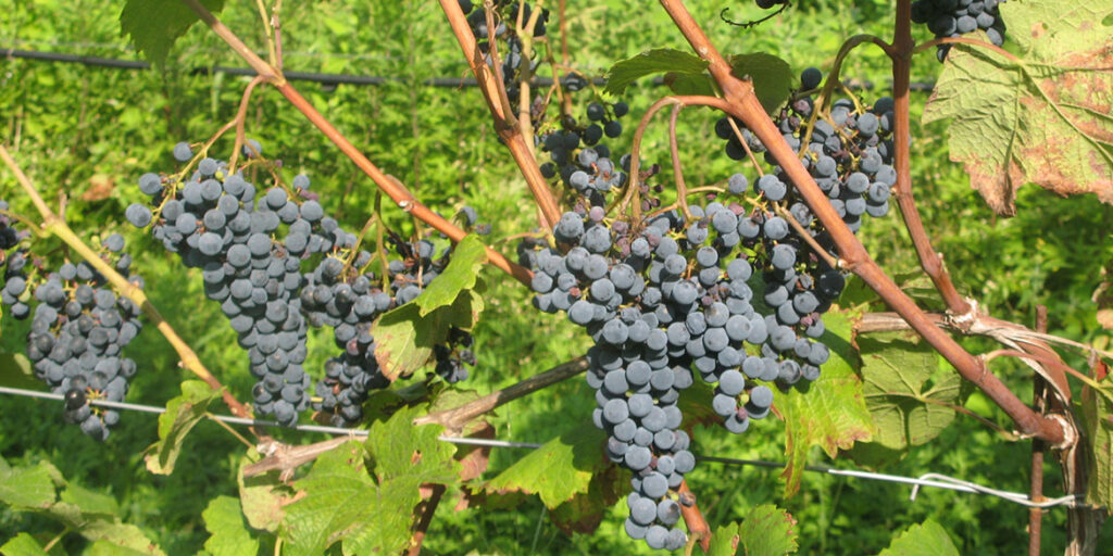 Quattro nuovi vitigni resistenti a oidio e peronospora