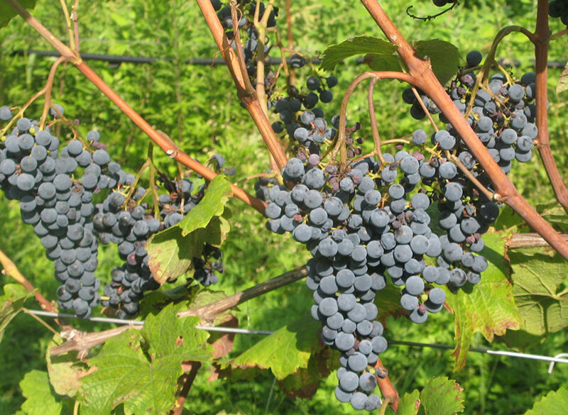 Quattro nuovi vitigni resistenti a oidio e peronospora