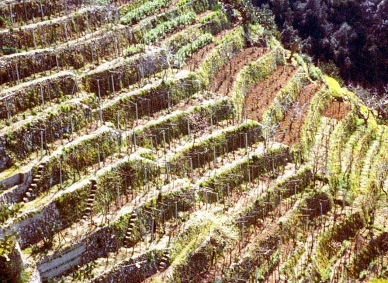 Il Castiglione ama la sabbia, la Prunesta preferisce la montagna