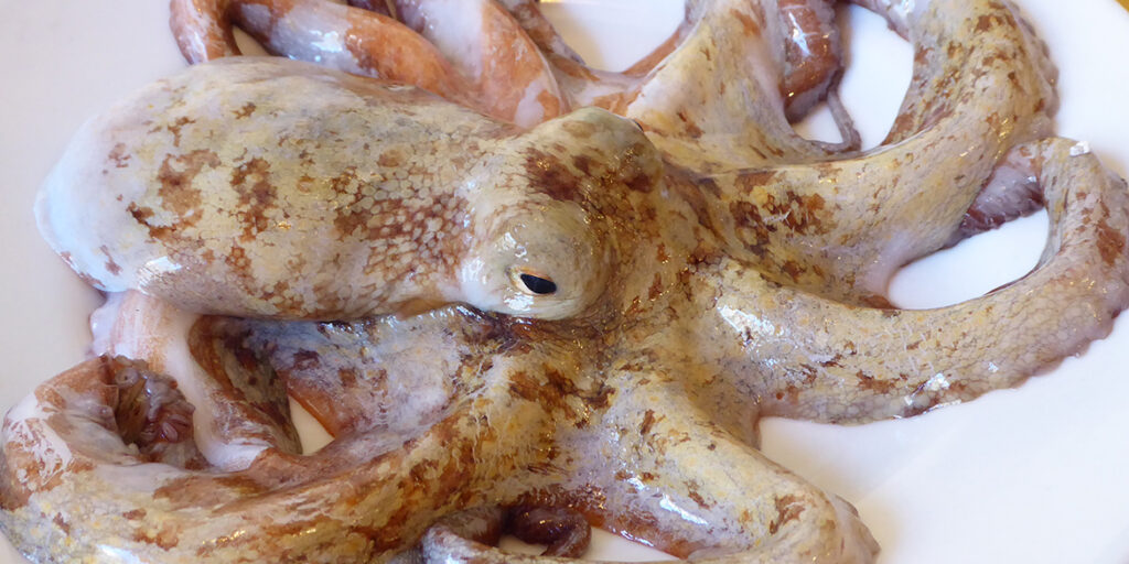 Tenace come il polpo