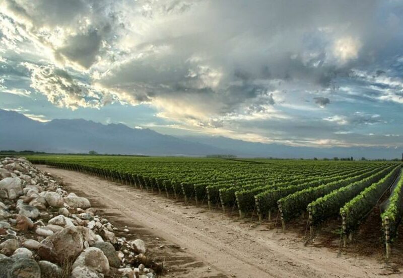 Il successo del vino argentino