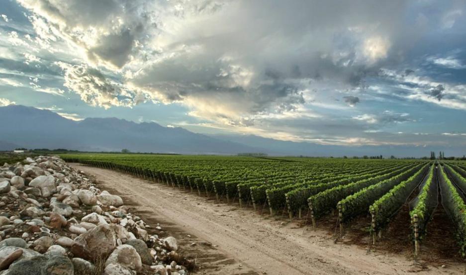 Il successo del vino argentino