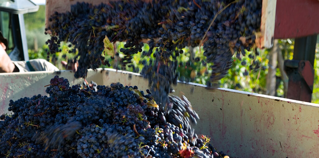 La vendemmia 2020 in Europa: numeri in chiaroscuro
