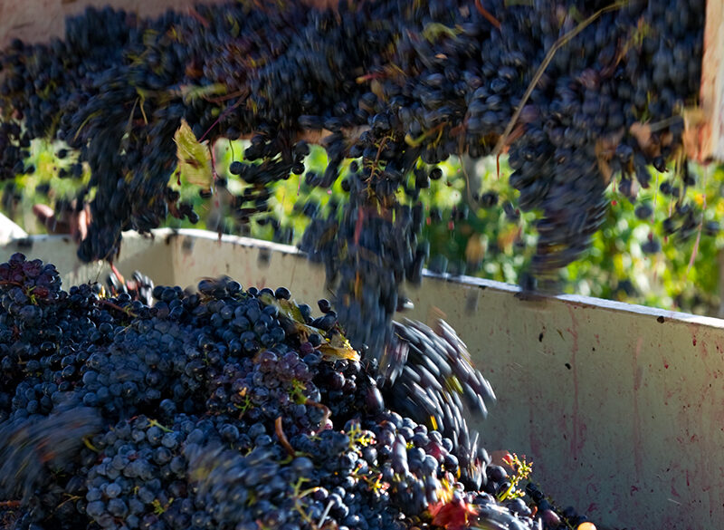 La vendemmia 2020 in Europa: numeri in chiaroscuro