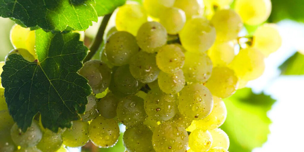 Il Riesling è sempre una superstar