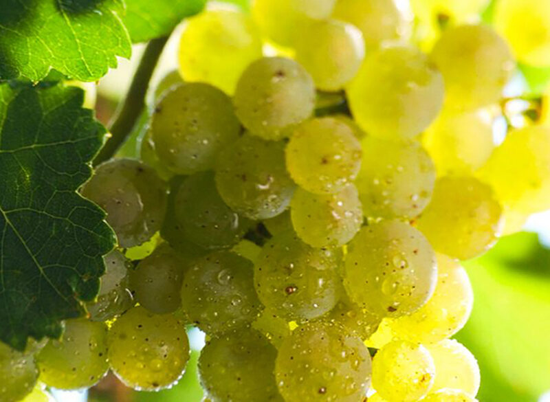 Il Riesling è sempre una superstar
