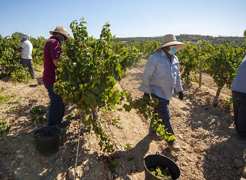Dove si vendemmia: dalla Francia alla California, passando per la Spagna