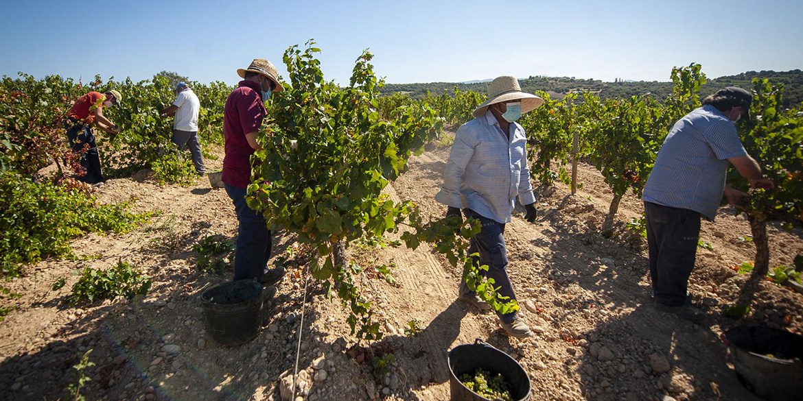 Dove si vendemmia: dalla Francia alla California, passando per la Spagna