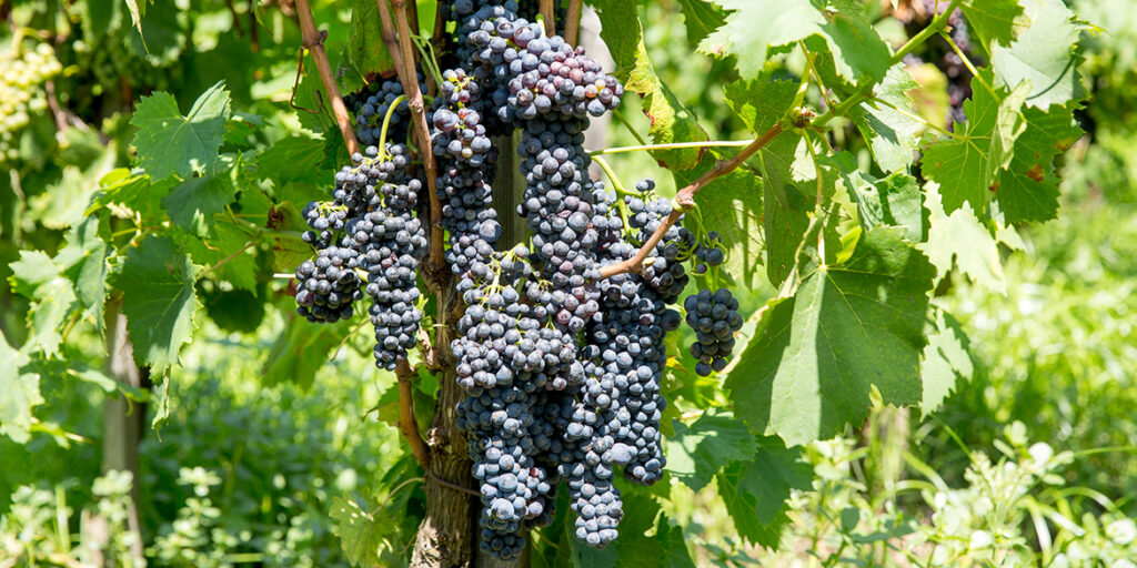 Corinto nero, sopravvissuto alla fillossera grazie a un cratere