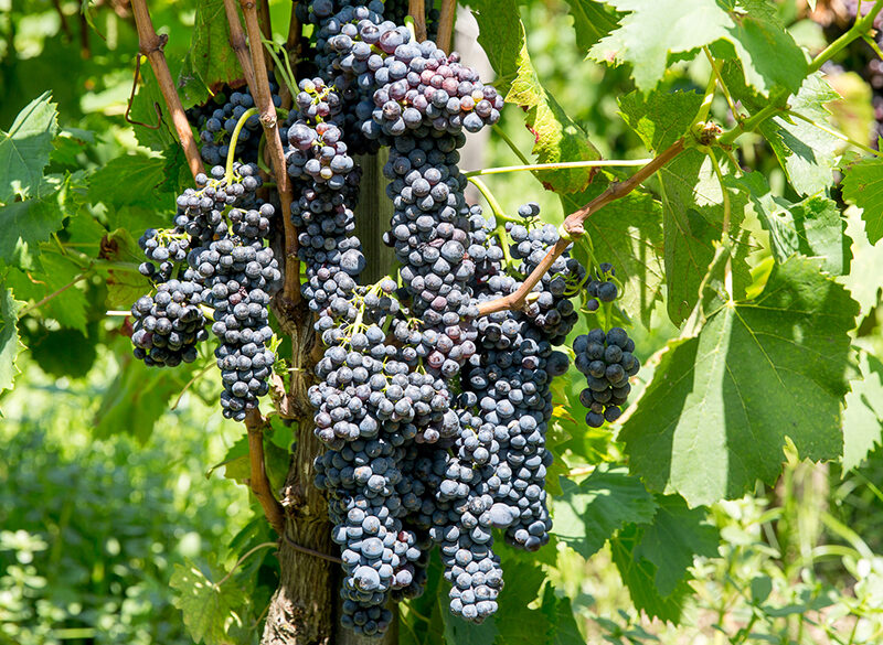 Corinto nero, sopravvissuto alla fillossera grazie a un cratere