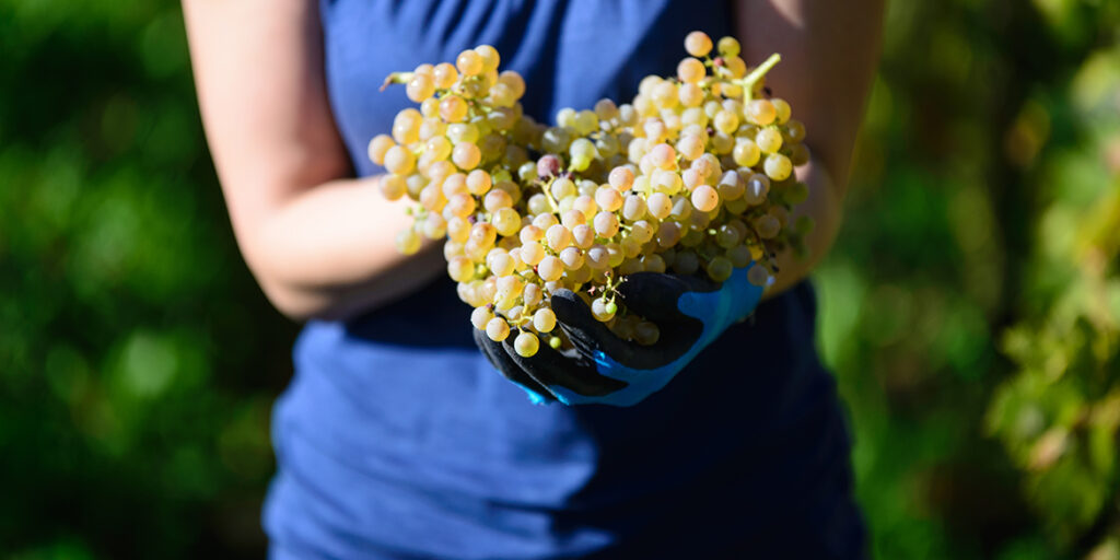 Grecanico dorato, parente della Garganega dall’animo siciliano