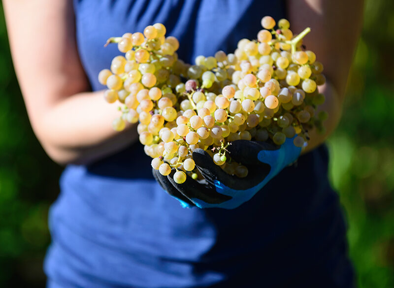 Grecanico dorato, parente della Garganega dall’animo siciliano