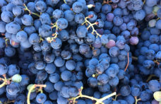 Perricone, un vitigno versatile da riscoprire