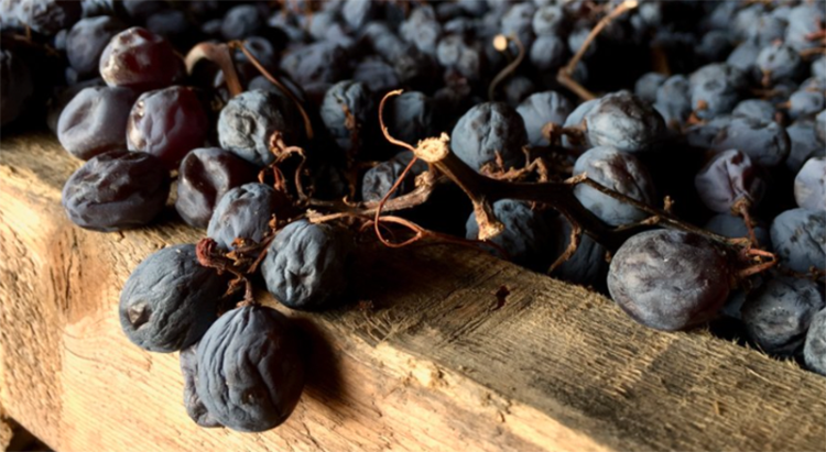 Sangiovese e Cesanese per rinnovare il Governo
