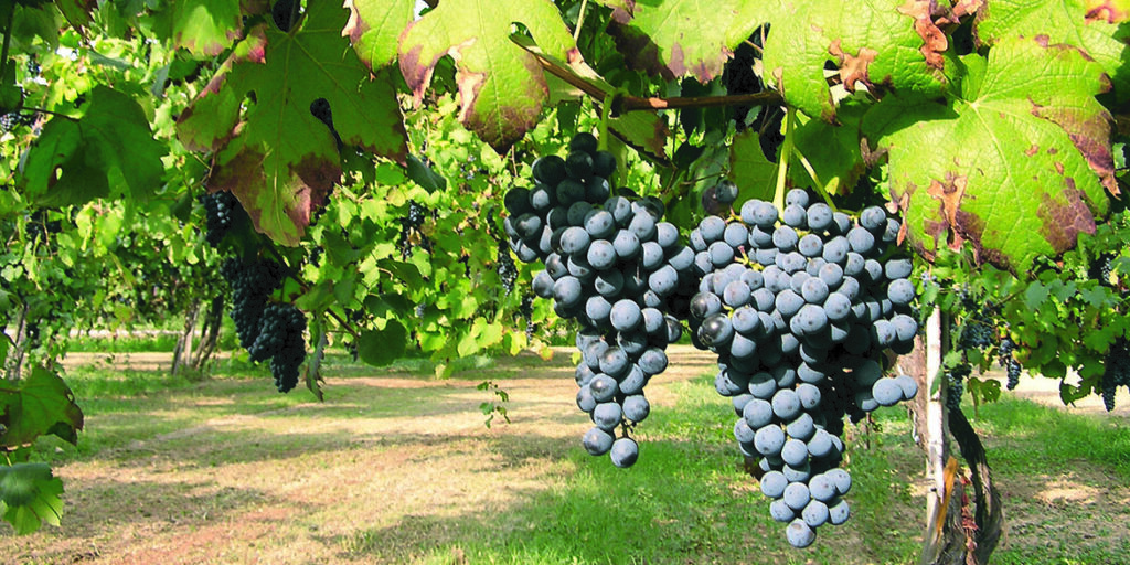 Lambrusco: storica unione dei Consorzi
