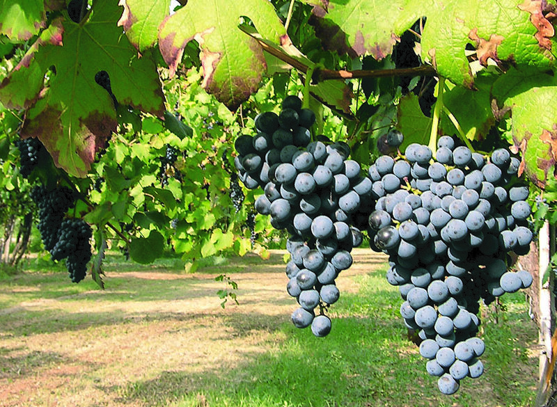 Lambrusco: storica unione dei Consorzi