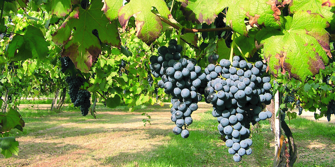 Lambrusco: storica unione dei Consorzi