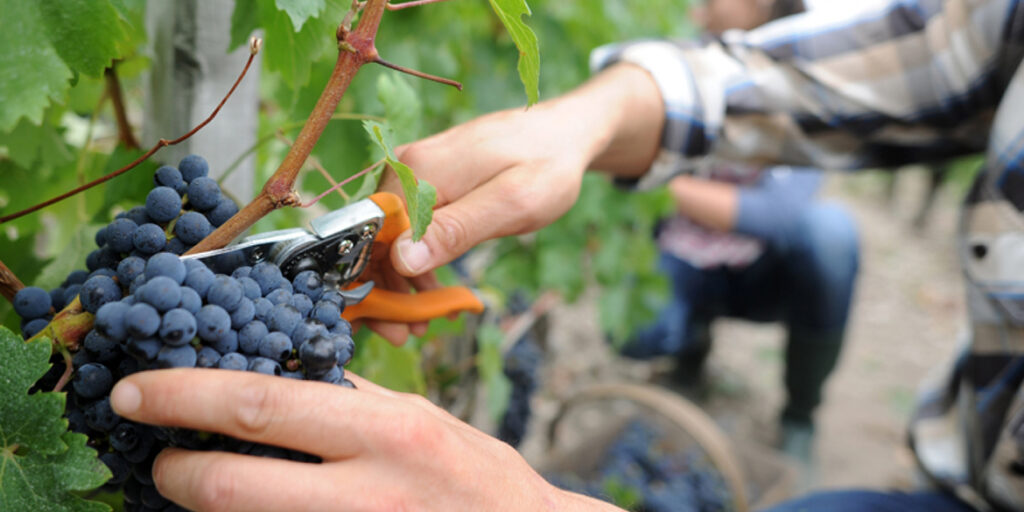 Chi vendemmia al tempo del Covid?