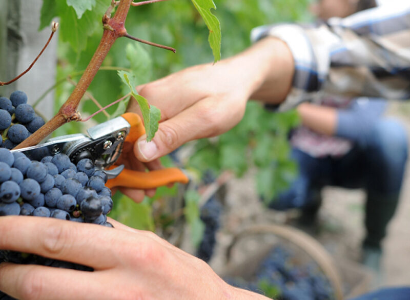 Chi vendemmia al tempo del Covid?