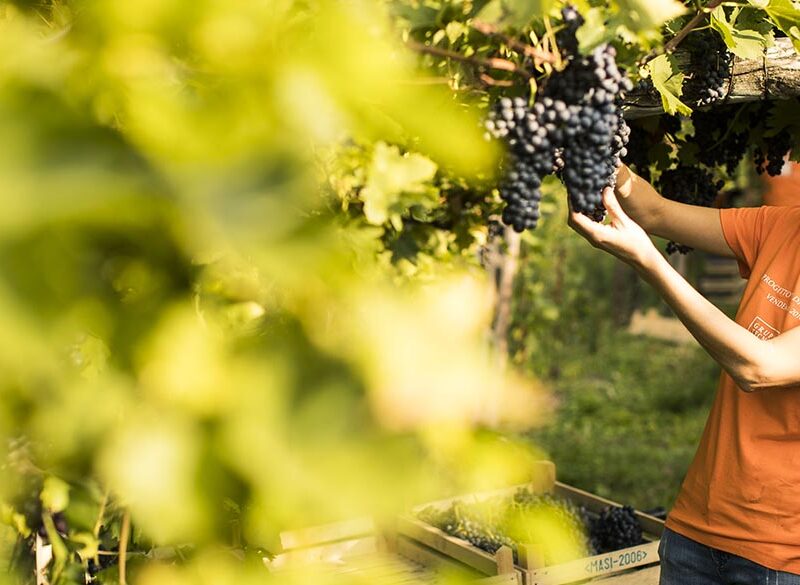 Le strategie di Masi Agricola per la ripresa